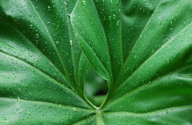 Rosée sur feuille d'Ape © Tahiti Heritage