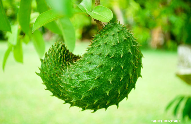 Corossol de Tahiti, Annona muricata © Tahiti Heritage