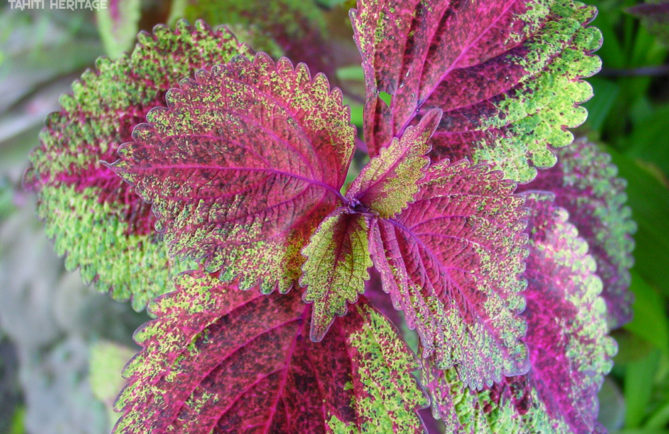 Coleus vert rose. Plectranthus scutellarioides ©Tahiti Heritage