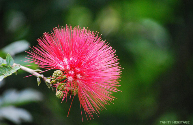 Arbre aux houppettes. Calliandra haematocephala. © Tahiti Heritage