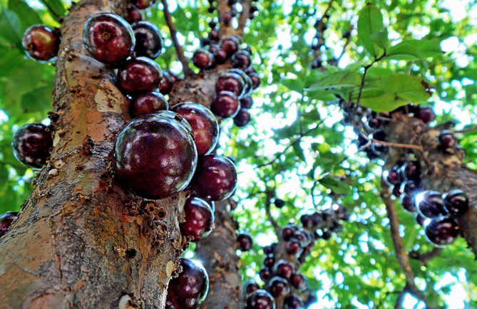 Jaboticaba. Photo Adriano-Makoto-Suzuki