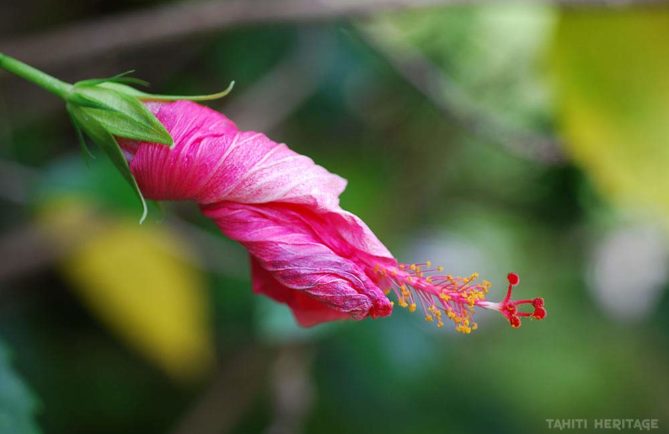 Légende des Femmes-fleurs. Hibiiscus fané