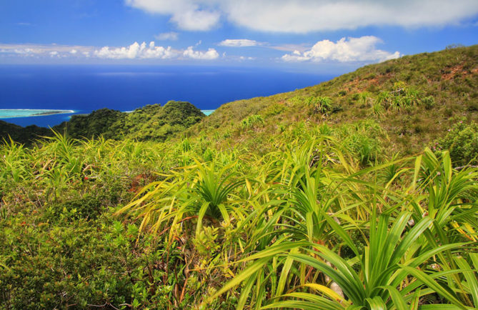 Plateau Te mahani à Raiatea