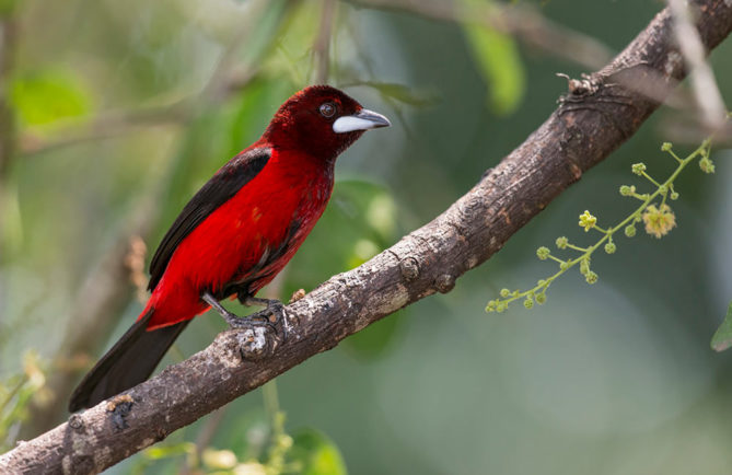 tangara-cramoisi-Ramphocelus-dimidiatus-Juan-Jose-Arango