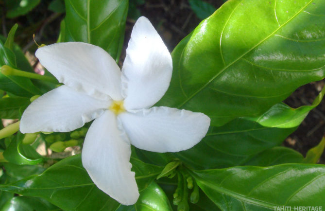 Tiare Moorea -Tabernaemontana divaricata © Tahiti Heritage