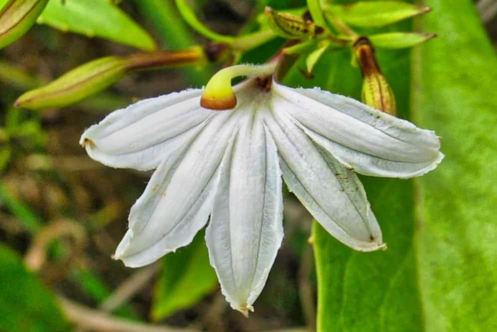 Naupaka. Photo David Eickhoff